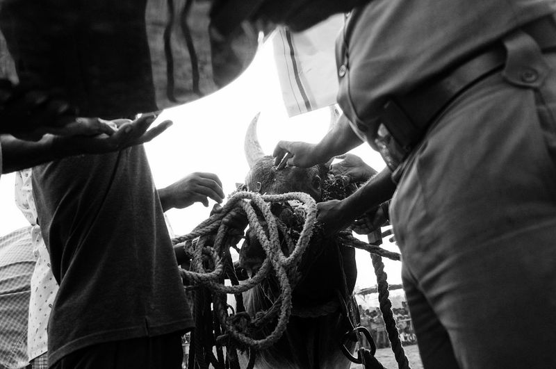 © Naveen P M - Image from the Jallikattu photography project