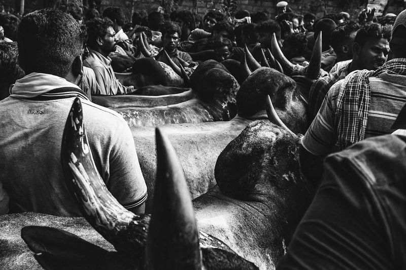 © Naveen P M - Image from the Jallikattu photography project