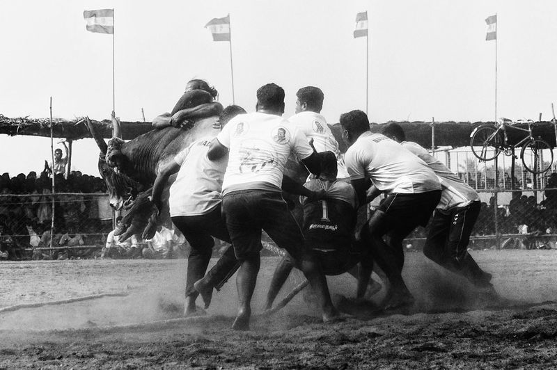 © Naveen P M - Image from the Jallikattu photography project