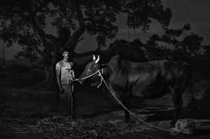 Jallikattu