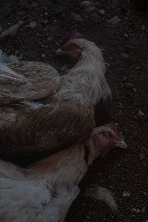 © Frédérique Gélinas - Two chicken during the communal preparation for Chilo and Jose's wedding.