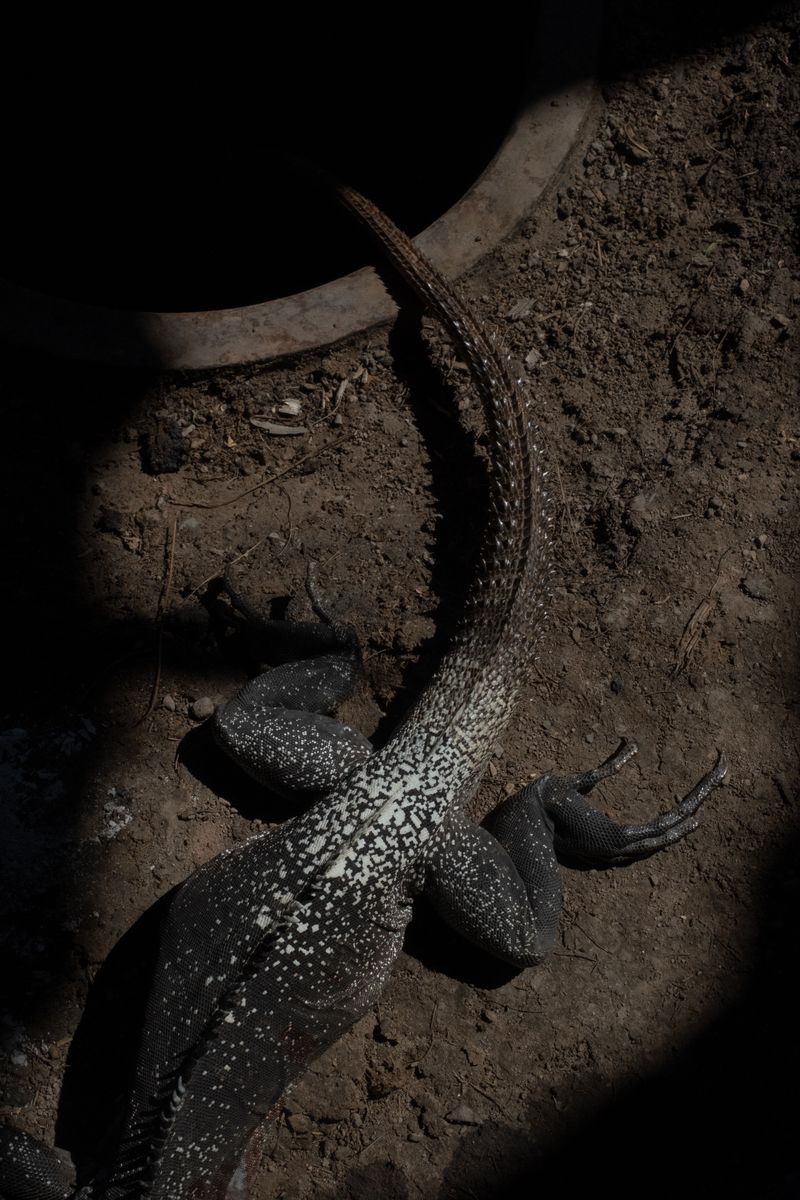 © Frédérique Gélinas - An iguana escaping from the distillation tank in Chilo's palenque, the mezcal small artisanal distillery.