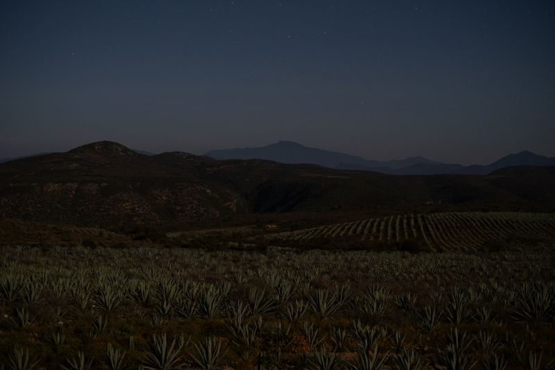 © Frédérique Gélinas - Image from the El tiempo del maguey photography project