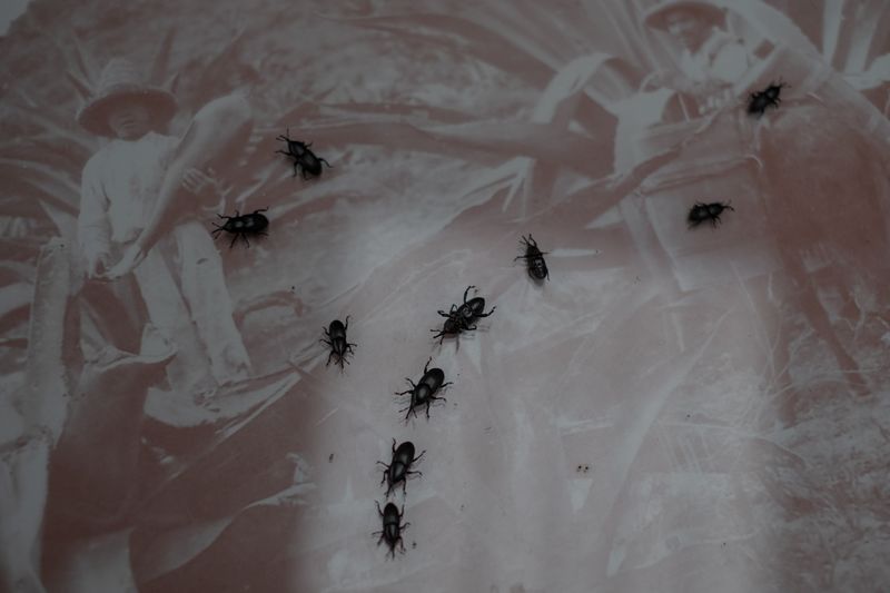 © Frédérique Gélinas - Image from the El tiempo del maguey photography project