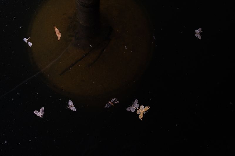 © Frédérique Gélinas - Butterflies in a mezcal distiller.