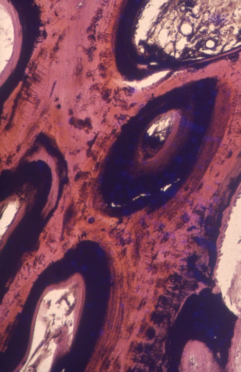 © Yorgos Kapsalakis - Image from the Verrà la morte e avrà i tuoi occhic photography project