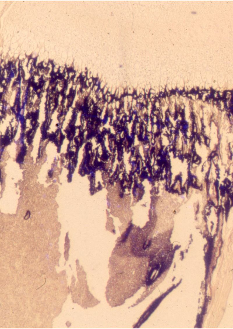 © Yorgos Kapsalakis - Image from the Verrà la morte e avrà i tuoi occhic photography project