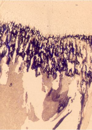 Verrà la morte e avrà i tuoi occhic