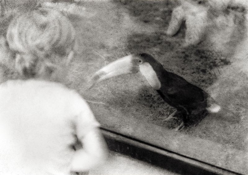 © Sophie Alyz - Image from the Giraffes have never really existed photography project