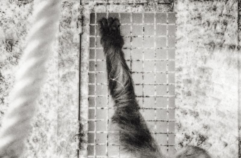 © Sophie Alyz - Image from the Giraffes have never really existed photography project
