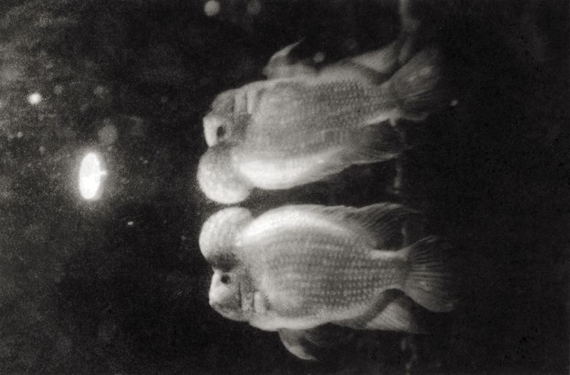 © Sophie Alyz - Image from the Giraffes have never really existed photography project