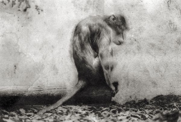 © Sophie Alyz - Image from the Giraffes have never really existed photography project