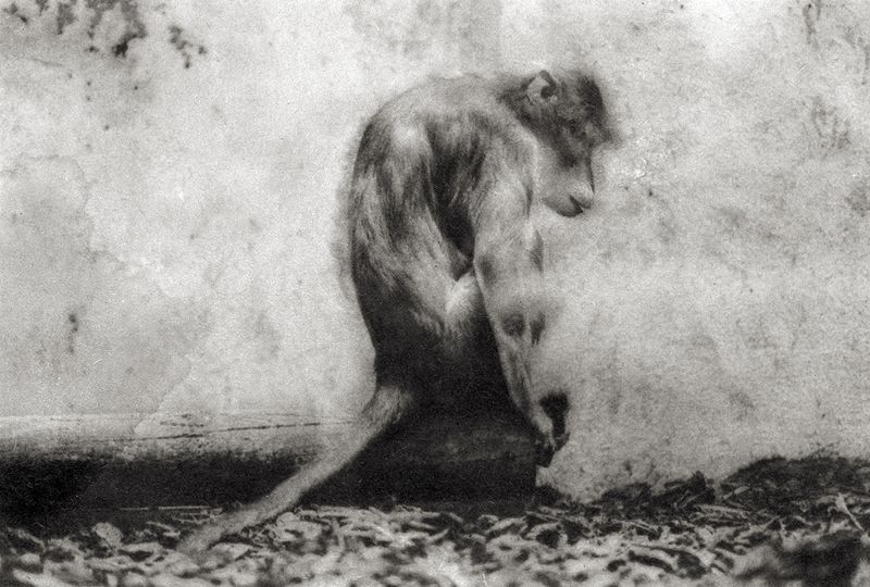 © Sophie Alyz - Image from the Giraffes have never really existed photography project