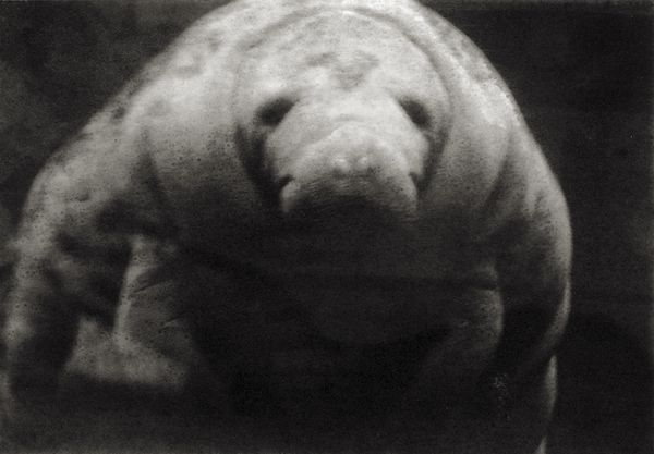 © Sophie Alyz - Image from the Giraffes have never really existed photography project
