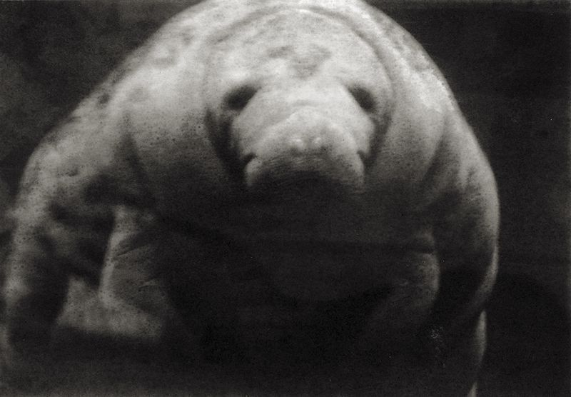 © Sophie Alyz - Image from the Giraffes have never really existed photography project