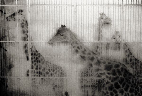 © Sophie Alyz - Image from the Giraffes have never really existed photography project