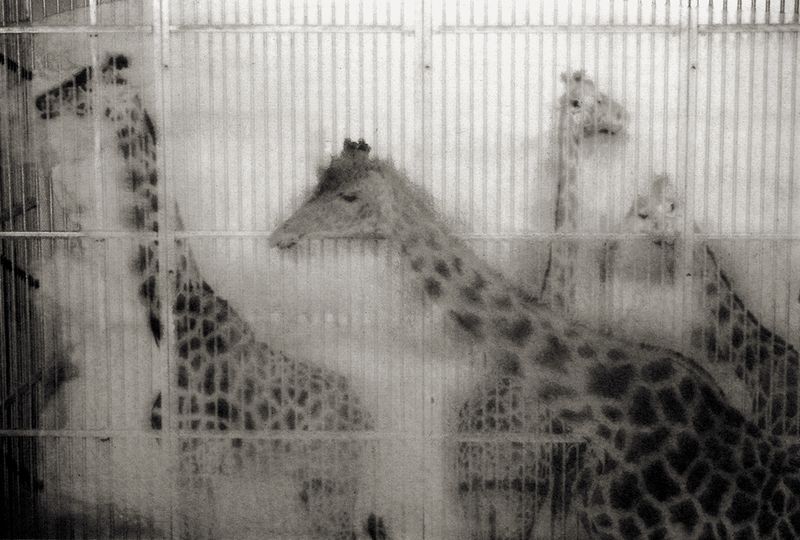 © Sophie Alyz - Image from the Giraffes have never really existed photography project