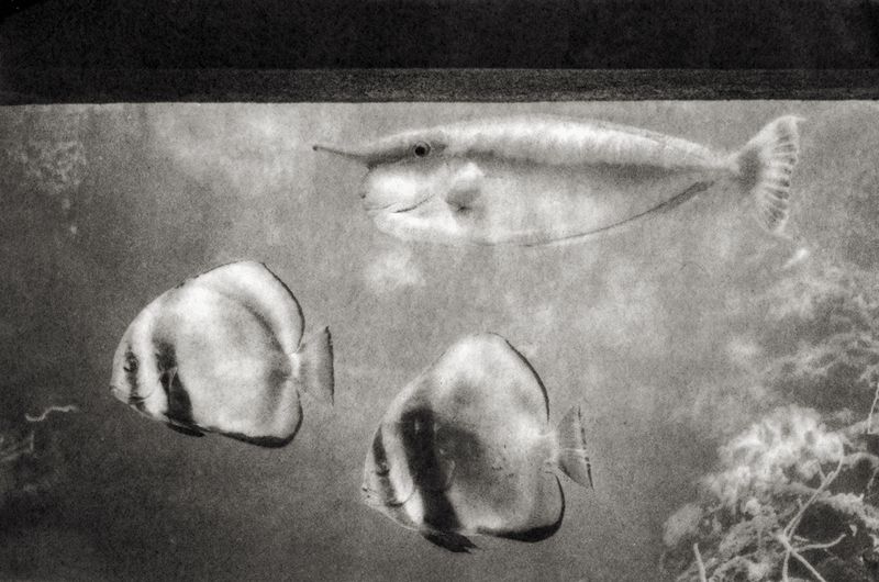 © Sophie Alyz - Image from the Giraffes have never really existed photography project