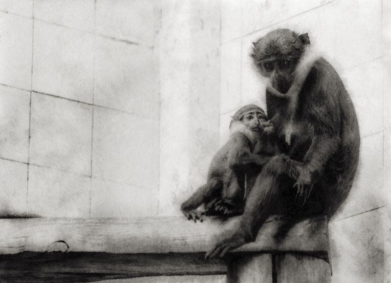 © Sophie Alyz - Image from the Giraffes have never really existed photography project