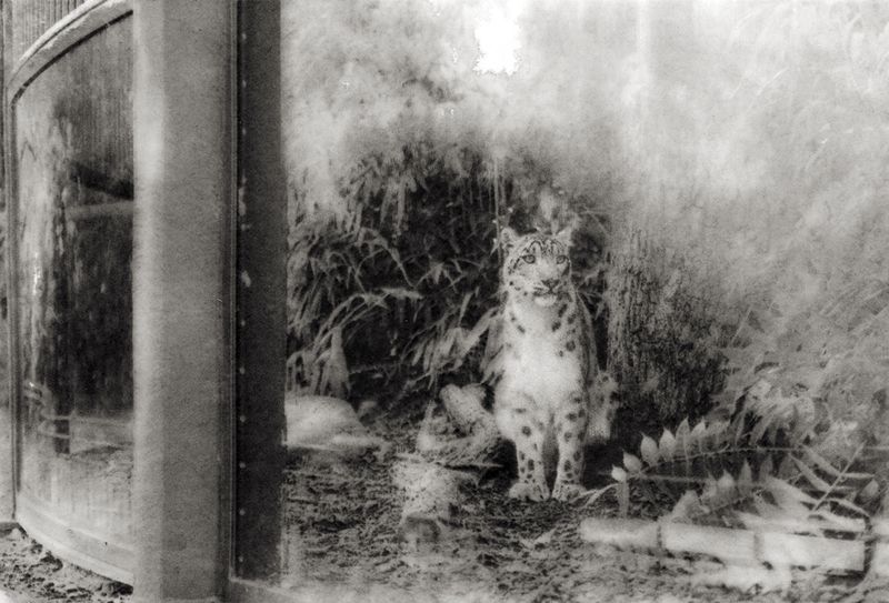 © Sophie Alyz - Image from the Giraffes have never really existed photography project