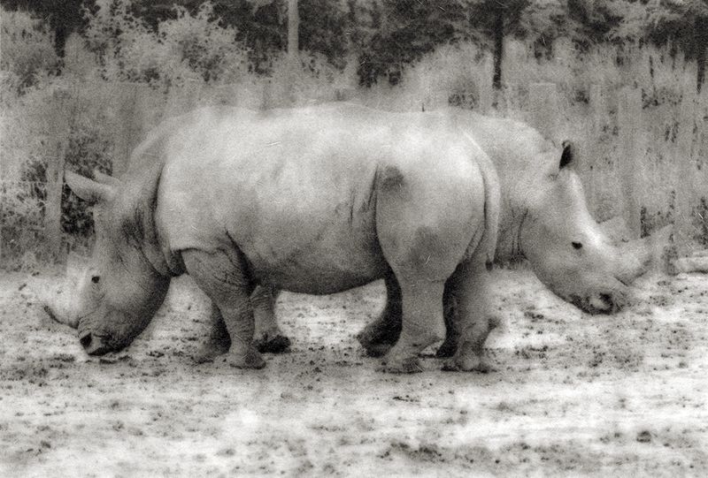 © Sophie Alyz - Image from the Giraffes have never really existed photography project