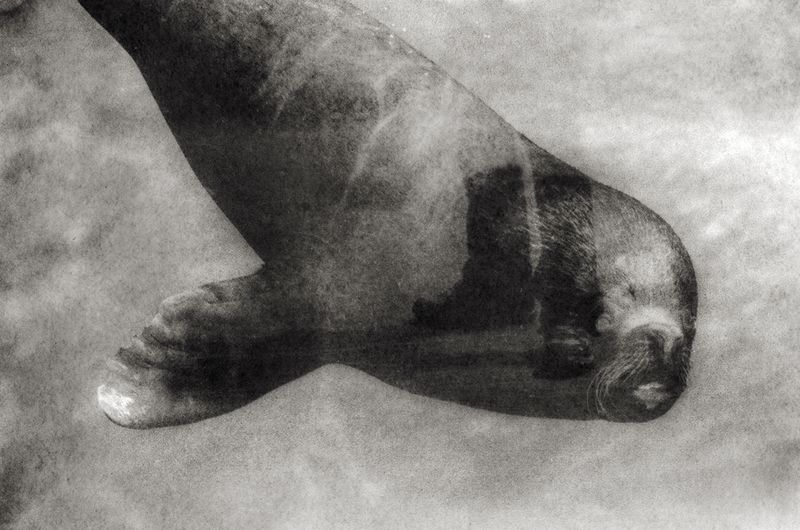 © Sophie Alyz - Image from the Giraffes have never really existed photography project