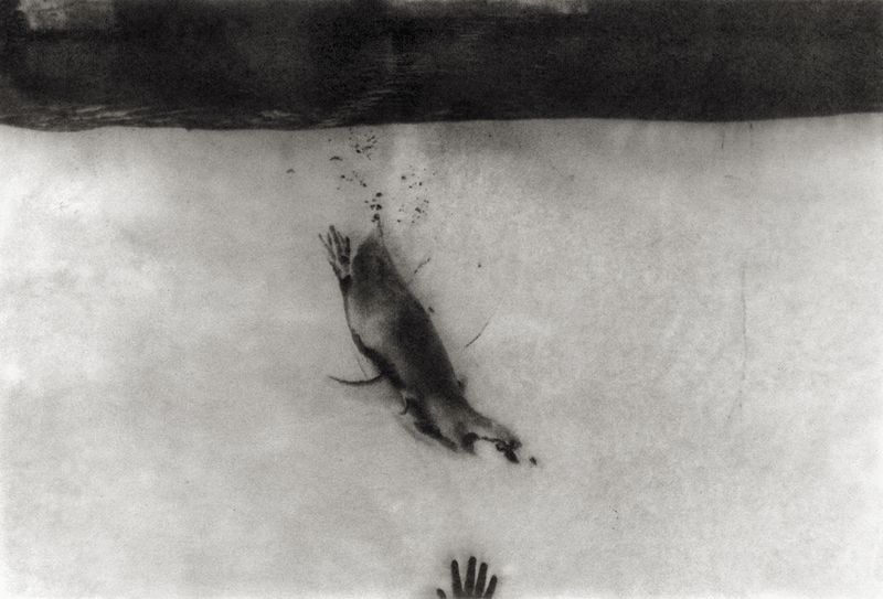 © Sophie Alyz - Image from the Giraffes have never really existed photography project