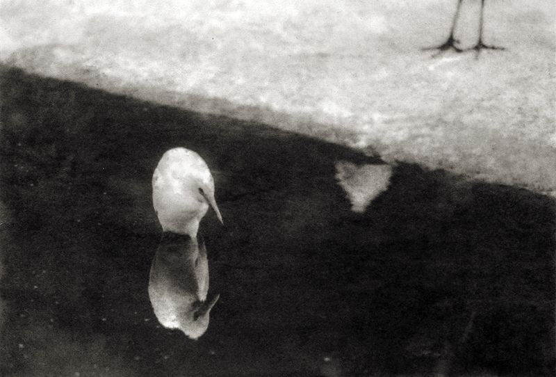 © Sophie Alyz - Image from the Giraffes have never really existed photography project