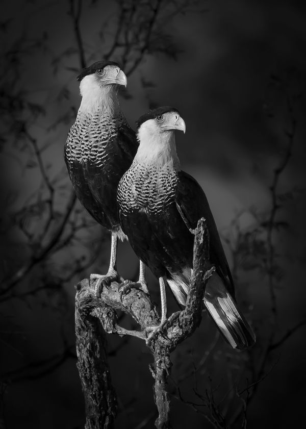 Sony World Photography Awards 2024