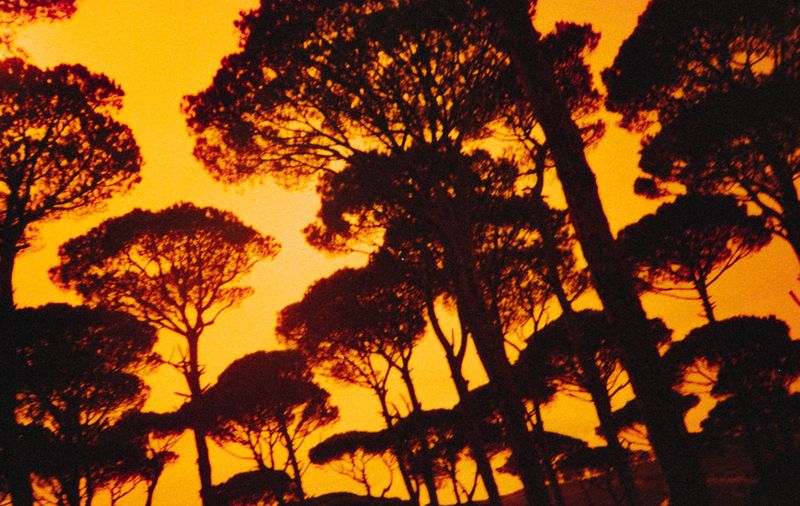 © Orianne Ciantar Olive - The trees were black and gold when I was Lina Bitar.