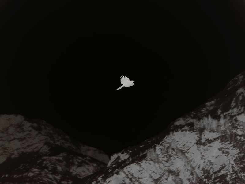 © Gaëlle Abravanel - Image from the Asking the Birds for Forgiveness (demander pardon aux oiseaux) photography project