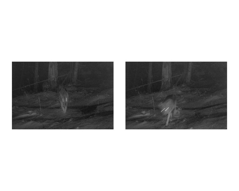 © Nicholas J.R. White - Wolves, Camera Trap still
