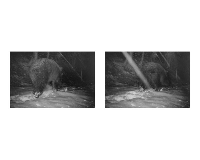 © Nicholas J.R. White - Bear, Camera Trap still