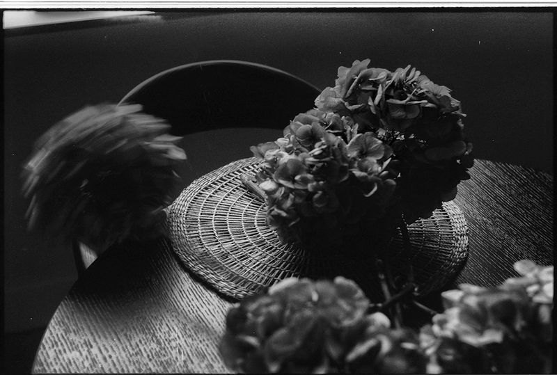 © Sveta Kaverina - Image from the Fly in Amber photography project