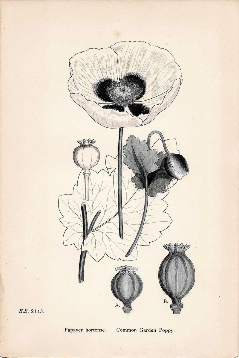 © Sveta Kaverina - Image from the The Garden of Earthly Delights photography project