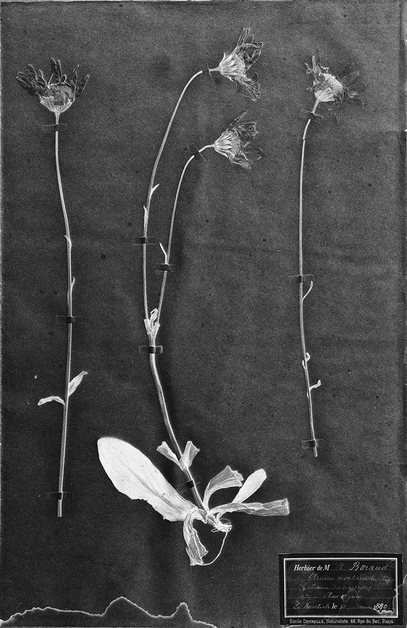 © Sveta Kaverina - Image from the The Garden of Earthly Delights photography project