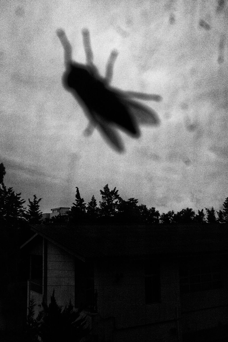 © Farshid Tighehsaz - Metamorphosis...