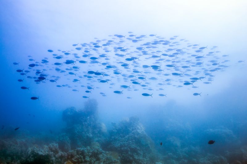 © Elisa Maenhout - Image from the A Depth Most Would Drown In photography project