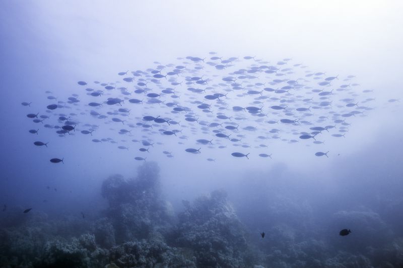 © Elisa Maenhout - Image from the Her mind swims at a depth most would drown in photography project