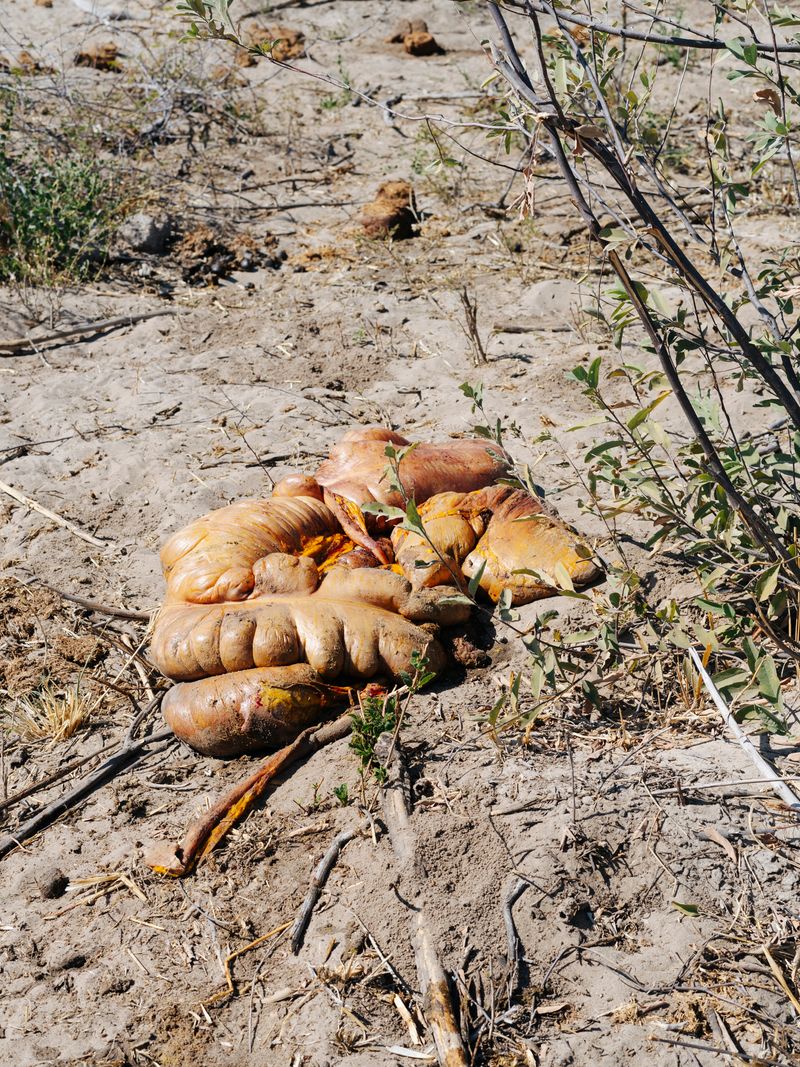 © Thero Makepe - Mala, 2024.