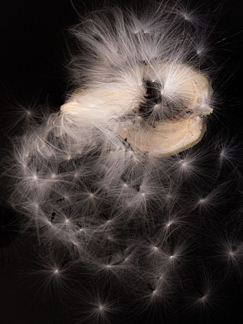 © Bettie Coetzee Lambrecht - Image from the Nothing is what it seems to be photography project