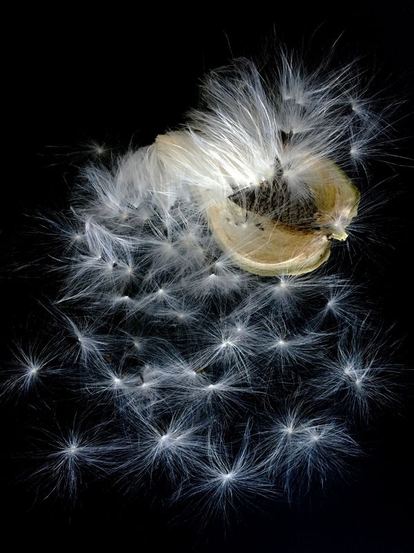 © Bettie Coetzee Lambrecht - Image from the Celebrating 10 Years of Image Making with Camera/Computer photography project