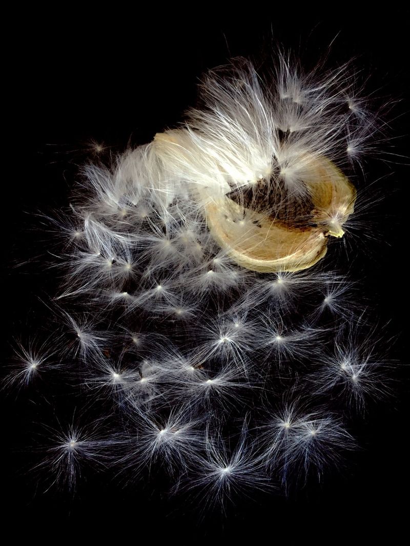 © Bettie Coetzee Lambrecht - Image from the Seeds as Humans - Closer photography project
