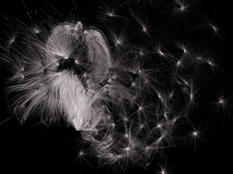 © Bettie Coetzee Lambrecht - Image from the Seeds as Humans - Closer photography project