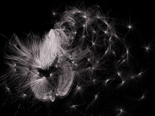 © Bettie Coetzee Lambrecht - Image from the Seeds as Humans - Closer photography project