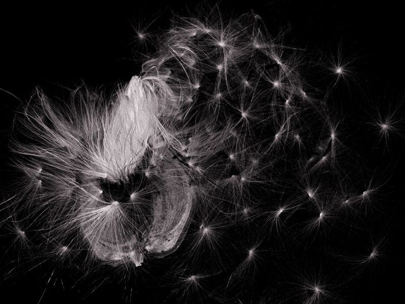 © Bettie Coetzee Lambrecht - Image from the Seeds as Humans - Closer photography project