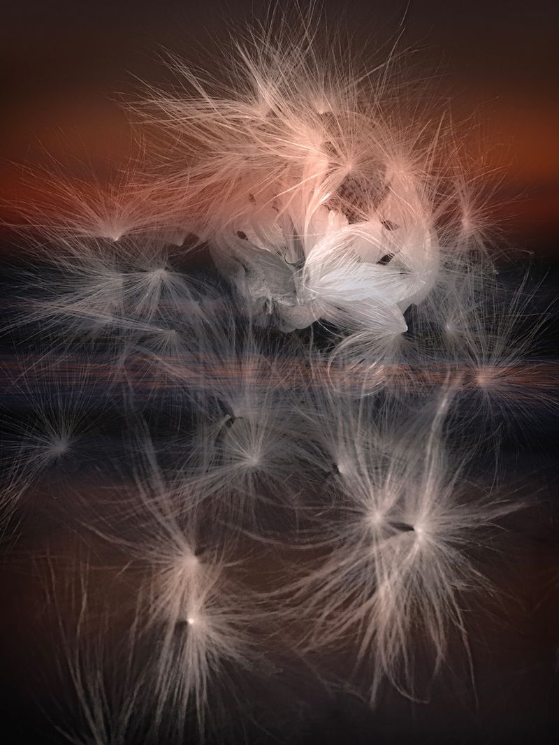 © Bettie Coetzee Lambrecht - Image from the Seeds as Humans - Closer photography project