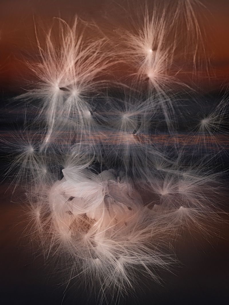 © Bettie Coetzee Lambrecht - Image from the Seeds as Humans - Closer photography project