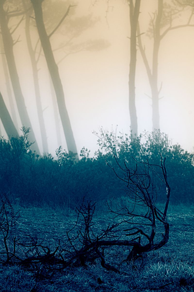 © Bettie Coetzee Lambrecht - 6330 Burnt Mist