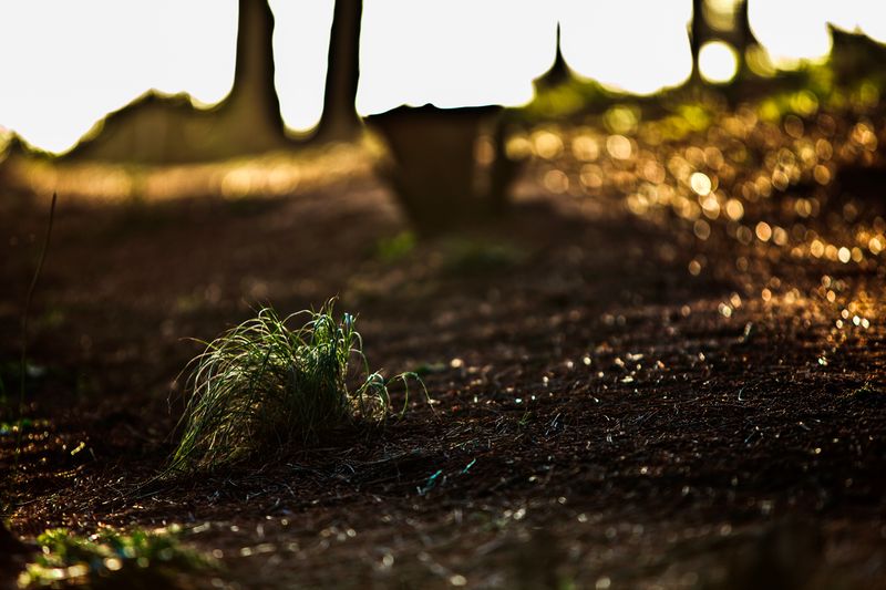 © Bettie Coetzee Lambrecht - 0673 Forest Mood